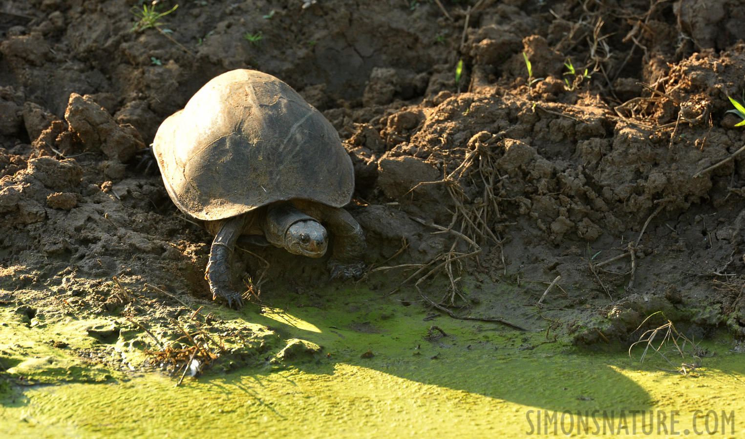 Melanochelys trijuga parkeri [550 mm, 1/320 sec at f / 10, ISO 1600]